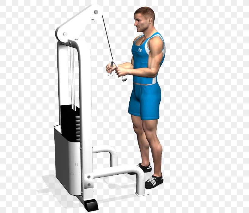 Shoulder Triceps Brachii Muscle Pushdown Lying Triceps Extensions Exercise, PNG, 700x700px, Shoulder, Abdomen, Arm, Balance, Biceps Download Free