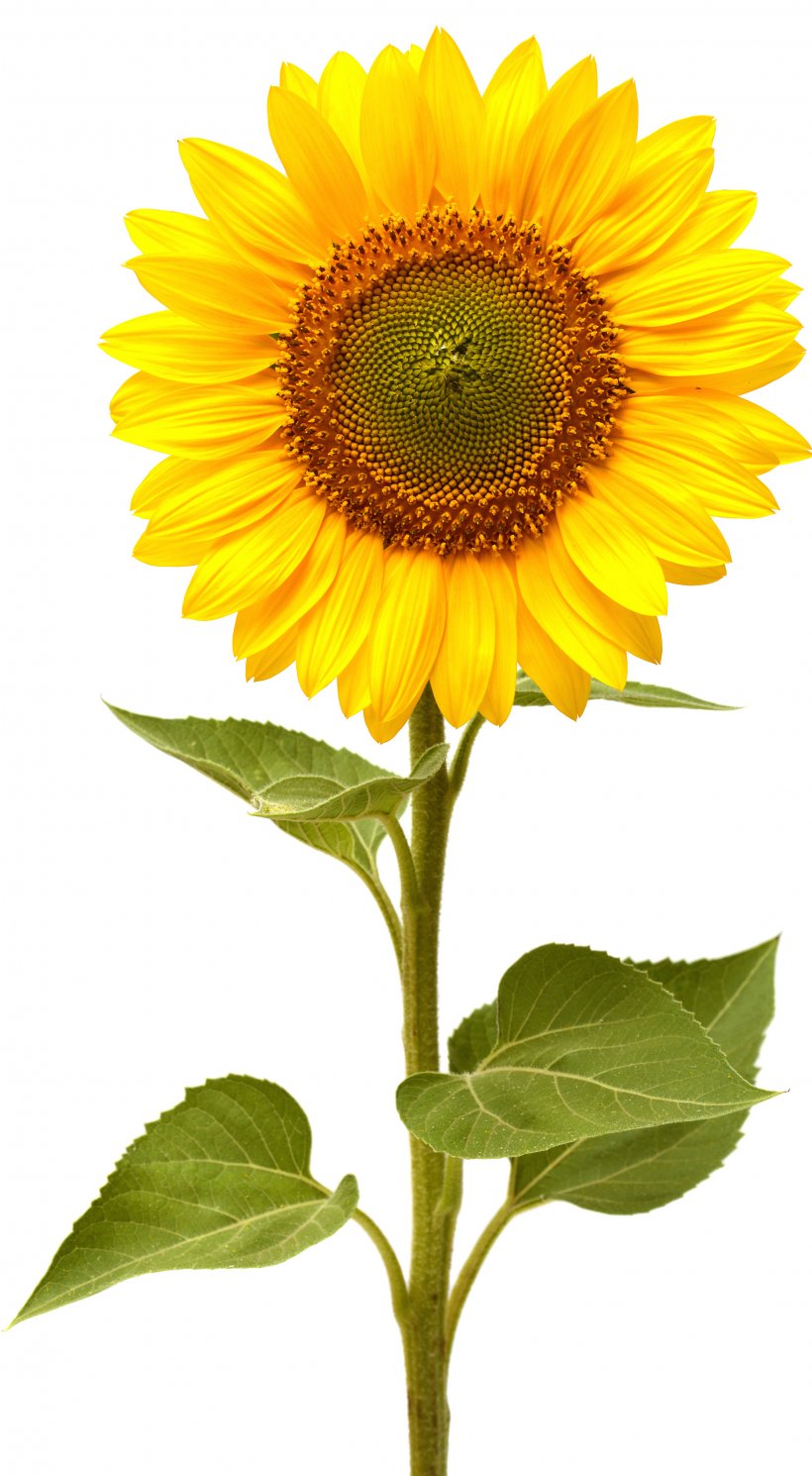 Common Sunflower Life Cycle Of A Sunflower This Is The Sunflower Sunflower Seed, PNG, 2045x3717px, Common Sunflower, Annual Plant, Asterales, Book, Daisy Family Download Free
