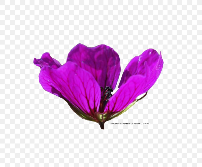 Lilac Lavender Violet Magenta Purple, PNG, 600x675px, Lilac, Flower, Flowering Plant, Herbaceous Plant, Lavender Download Free