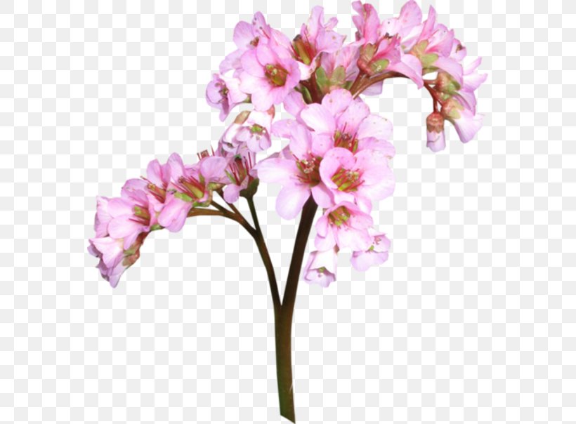 Moth Orchids Cut Flowers Floral Design Alstroemeriaceae, PNG, 571x604px, Moth Orchids, Alstroemeriaceae, Blossom, Branch, Cherry Blossom Download Free