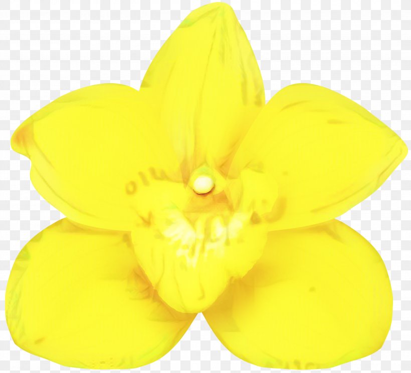 Yellow Background, PNG, 2999x2726px, Narcissus, Flower, Petal, Plant, Wheel Download Free