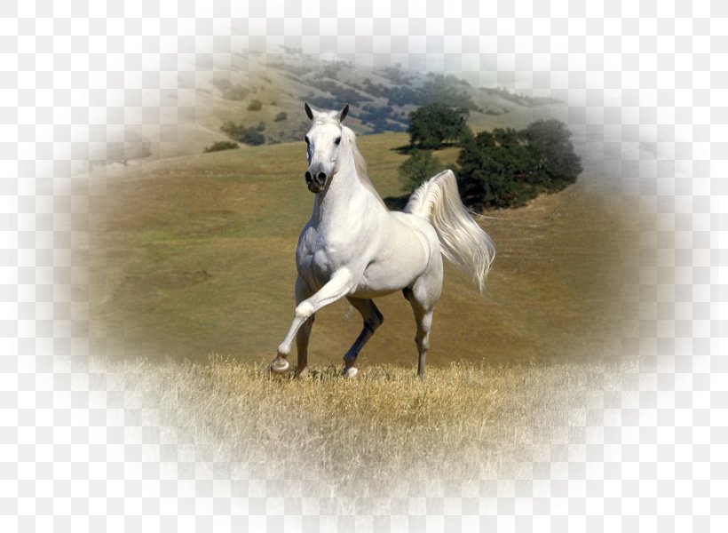 Arabian Horse Stallion Andalusian Horse Gypsy Horse White, PNG, 800x600px, Arabian Horse, Andalusian Horse, Black, Colt, Equestrian Download Free
