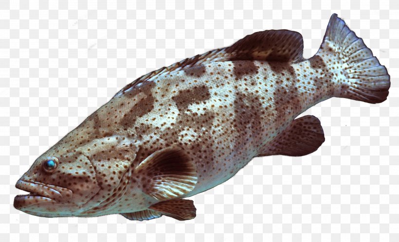 Bony Fishes Atlantic Cod Marbled Rockcod, PNG, 2941x1787px, Bony Fishes, Atlantic Cod, Atlantic Goliath Grouper, Atlantic Halibut, Blue Grenadier Download Free