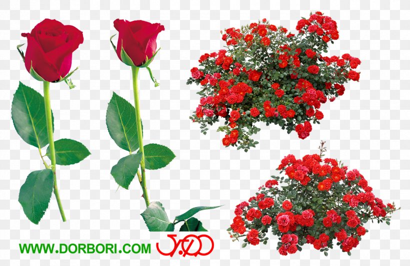 Rose Shrub Image Clip Art, PNG, 1290x840px, Rose, Annual Plant, Botany, Cut Flowers, Floribunda Download Free