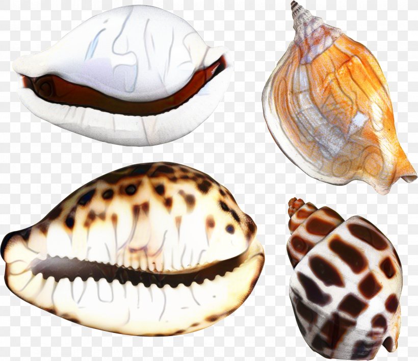 Snail Cartoon, PNG, 2901x2506px, Clam, Bivalve, Cockle, Common Cockle, Conch Download Free