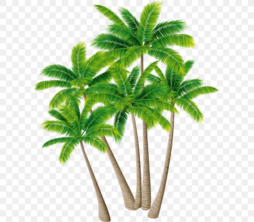 Coconut Palm Trees Shrub, PNG, 600x718px, Coconut, Arecales, Date Palm, Flowerpot, Hemp Download Free