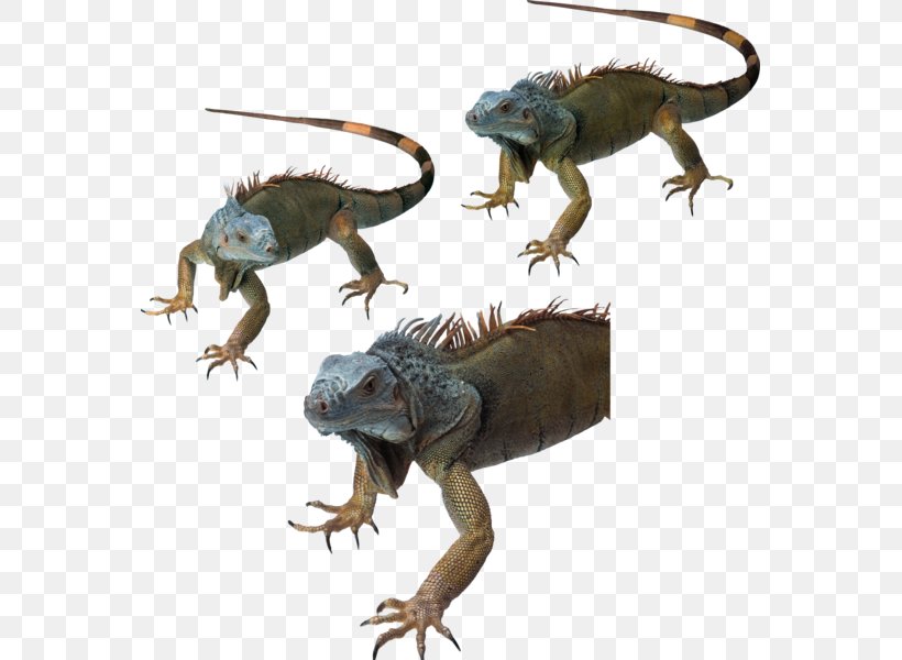 Common Iguanas Dragon Lizards Reptile Chameleons, PNG, 563x600px, Common Iguanas, Agamidae, Animal, Chameleons, Dragon Lizards Download Free