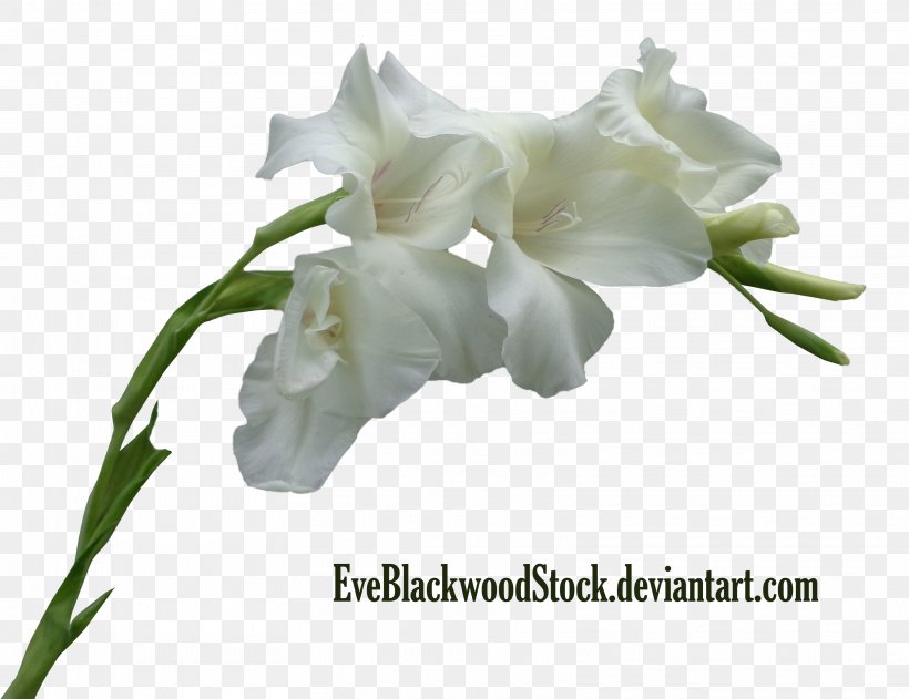 Cut Flowers Plant Stem Gladiolus, PNG, 3232x2488px, Flower, Bud, Cut Flowers, Deviantart, Flowering Plant Download Free