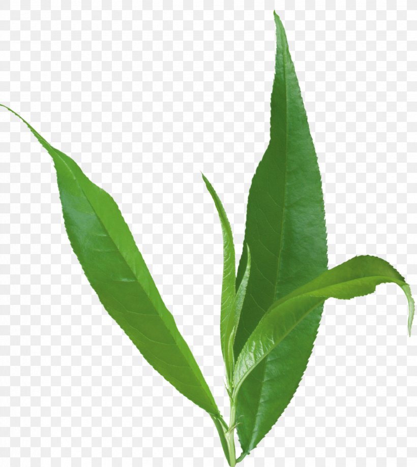 Leaf Plant Stem Herb, PNG, 2472x2772px, Leaf, Herb, Plant, Plant Stem Download Free