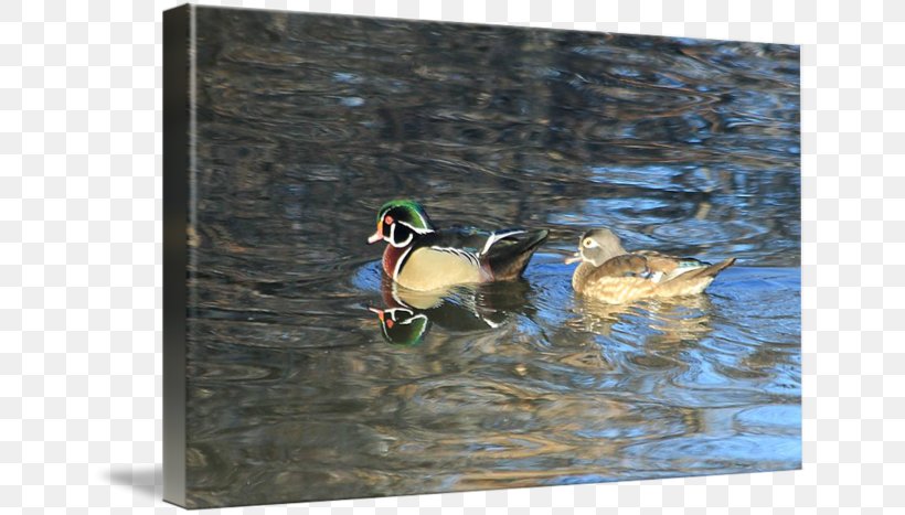 Mallard Seaducks Fauna Pond, PNG, 650x467px, Mallard, Beak, Bird, Duck, Ducks Geese And Swans Download Free