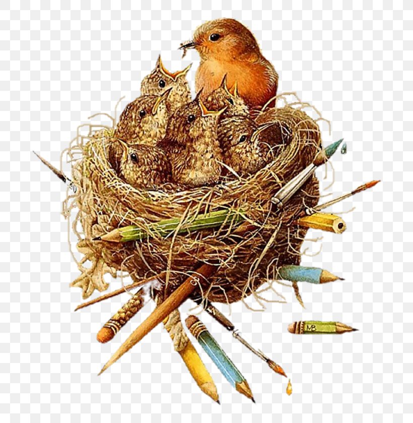 Bird Nest Clip Art, PNG, 800x839px, Bird Nest, Beak, Bird, Document, Information Download Free