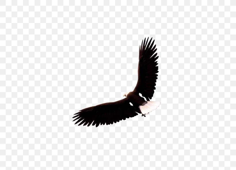 Eagle, PNG, 591x591px, Eagle, Accipitriformes, Bald Eagle, Beak, Bird Download Free