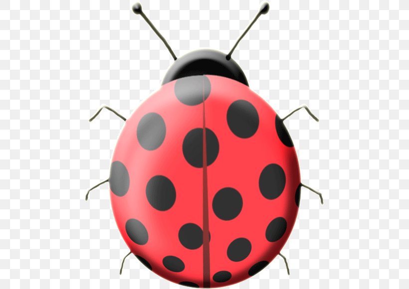 Ladybird Beetle Color Asian Lady Beetle Red, PNG, 480x580px, Ladybird Beetle, Animaatio, Animal, Aphididae, Asian Lady Beetle Download Free
