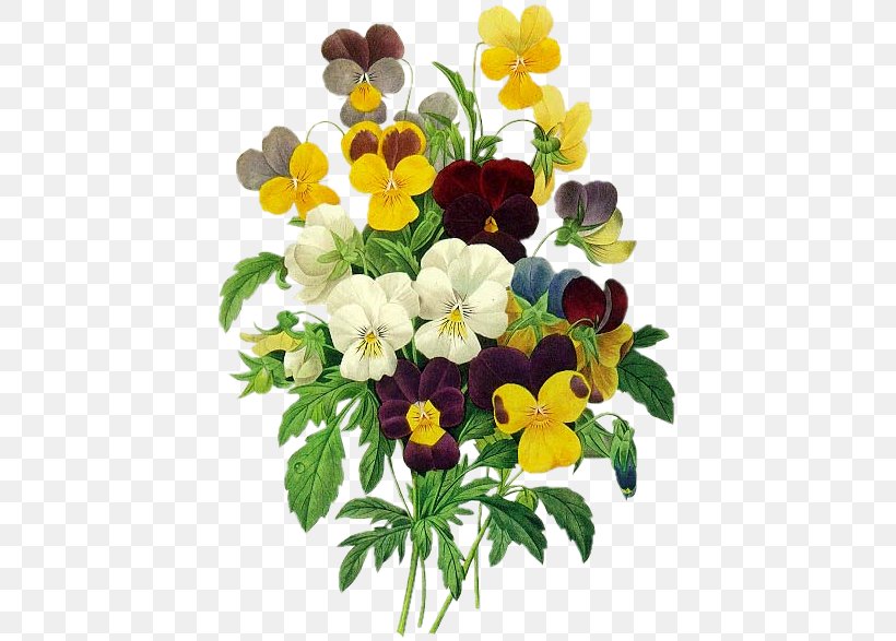 Redoute Flowers Coloring Book Les Liliacxe9es Pansy Printmaking Watercolor Painting, PNG, 427x587px, Les Liliacxe9es, Annual Plant, Botanist, Botany, Cut Flowers Download Free