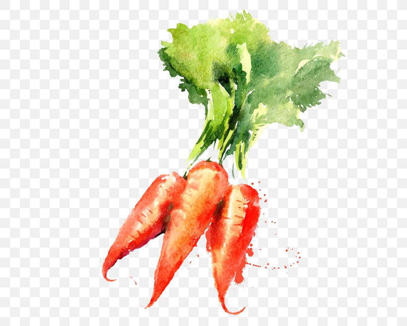 Watercolor Painting Vegetable Drawing Carrot, PNG, 658x658px, Watercolor Painting, Animal Source Foods, Carrot, Cartoon, Diet Food Download Free