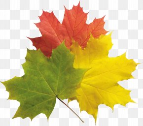 Autumn Leaves - Autumn Leaf Color PNG