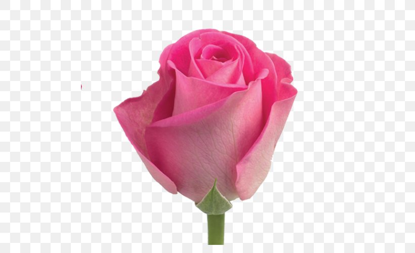 Garden Roses Cabbage Rose Floribunda Pink Flower, PNG, 500x500px, Garden Roses, Artificial Flower, Bud, Cabbage Rose, China Rose Download Free