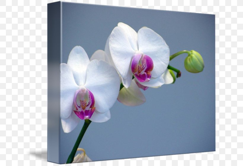 Moth Orchids Concime Flower Plant, PNG, 650x560px, Orchids, Color, Concime, Fertilisers, Flora Download Free