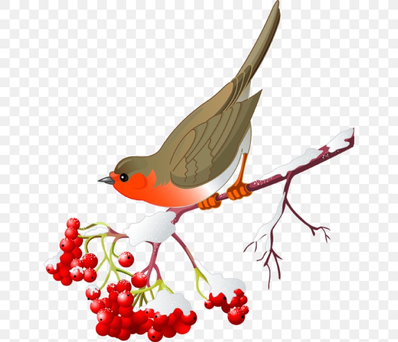 St. Louis Cardinals Clip Art Northern Cardinal Royalty-free Vector Graphics, PNG, 640x706px, St Louis Cardinals, Beak, Bird, Branch, Cardinal Download Free