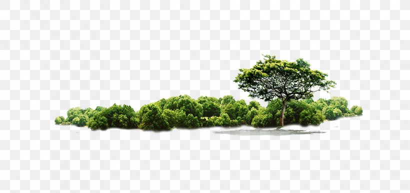 Tree Download Jungle, PNG, 1017x479px, Tree, Brand, Environment, Environmental Protection, Flora Download Free