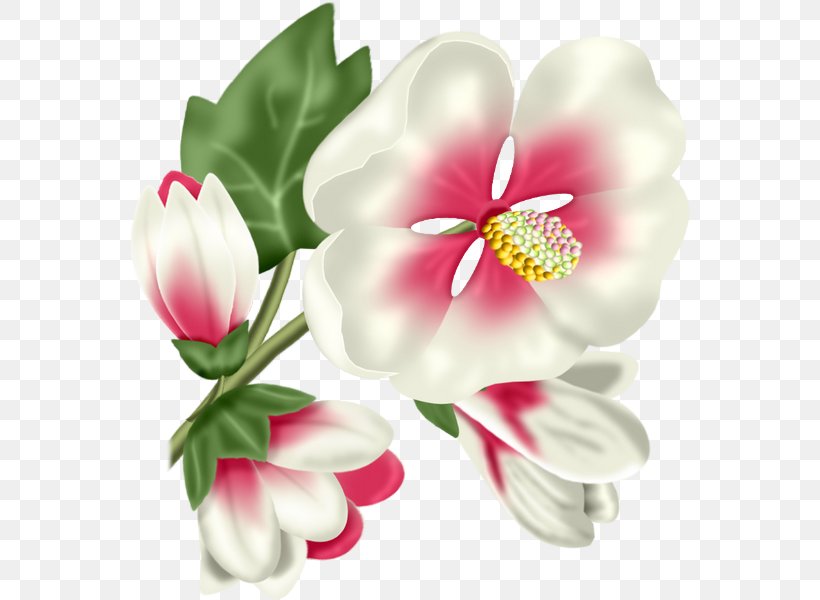 Tulip Cut Flowers Petal Clip Art, PNG, 561x600px, Tulip, Blog, Blossom, Cut Flowers, Flower Download Free