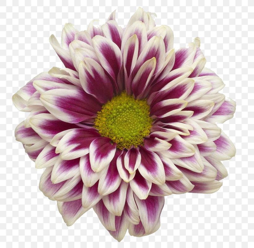 Purple Ceramic Tile Color, PNG, 800x800px, Purple, Ceramic, Chrysanths, Color, Cut Flowers Download Free