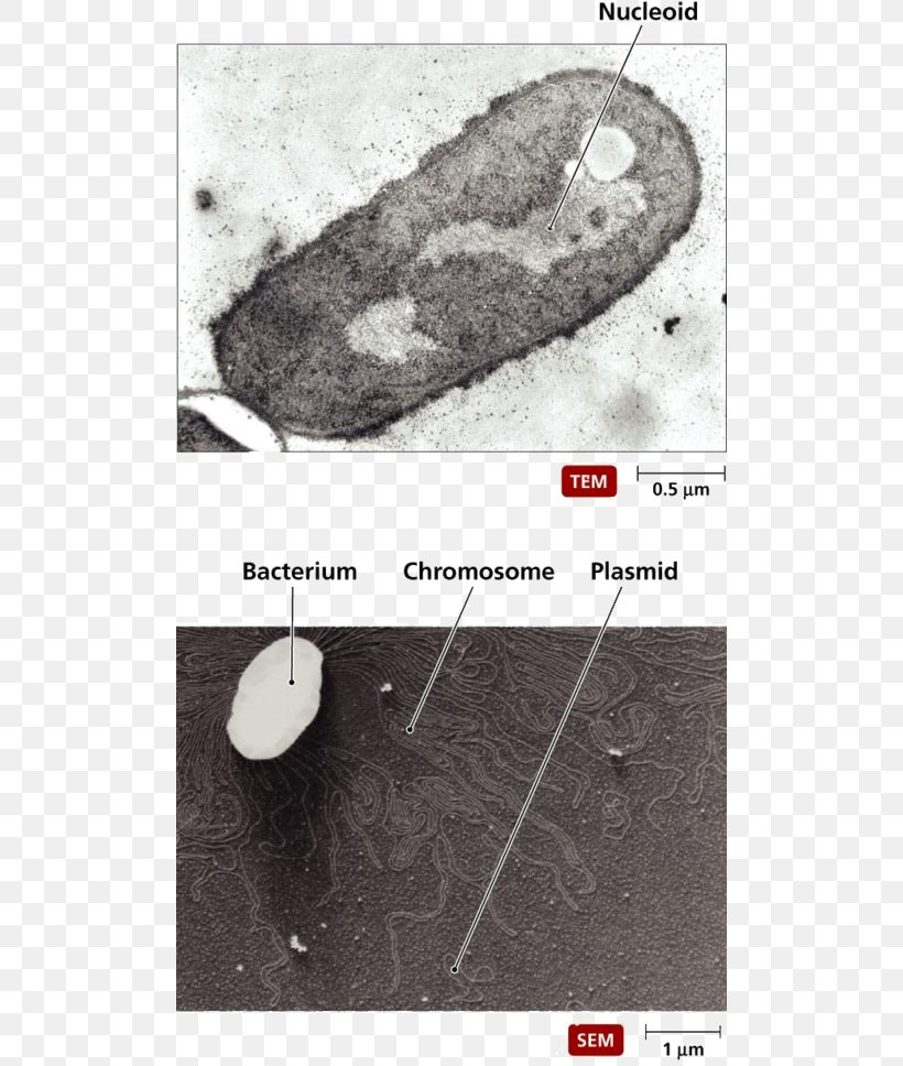 Bacteria Prokaryote Cytoplasm Cell Membrane Polymer, PNG, 500x968px, Bacteria, Black And White, Cell, Cell Membrane, Cell Wall Download Free