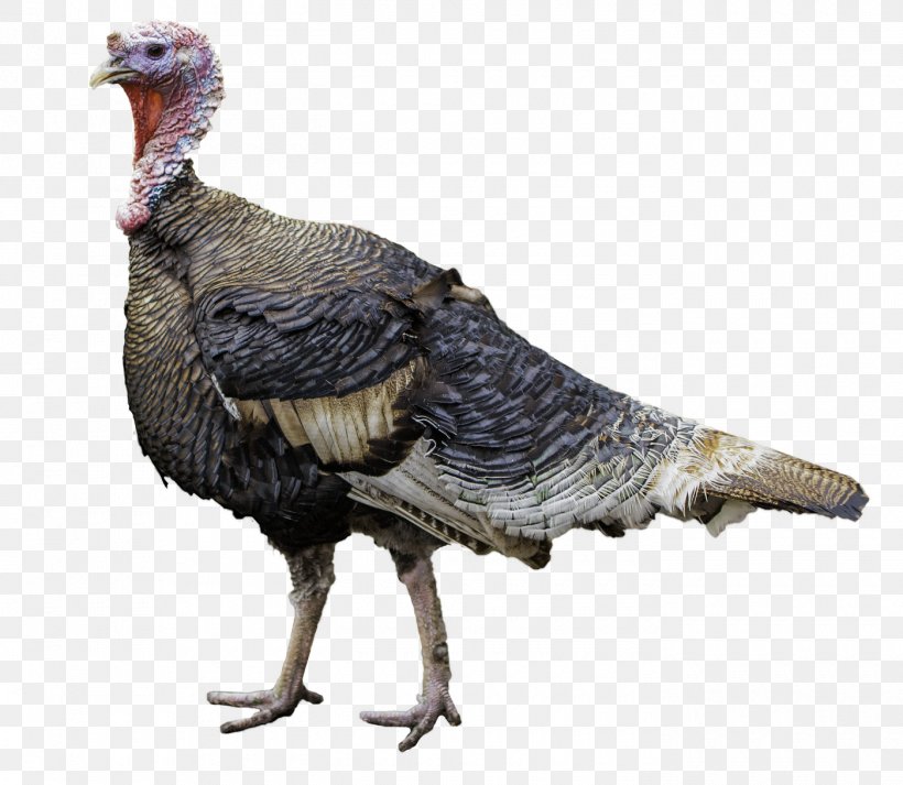 Broad Breasted White Turkey Bird Food Turkey Meat, PNG, 1400x1219px, Turkey, Beak, Bird, Broad Breasted White Turkey, Domesticated Turkey Download Free