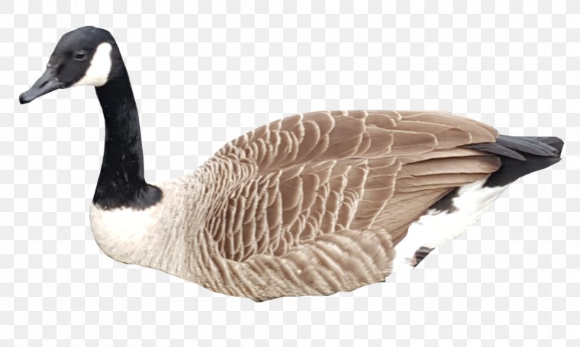 Canada Goose Bird Duck Mallard, PNG, 1000x600px, Canada, Anatidae, Animal, Beak, Bird Download Free