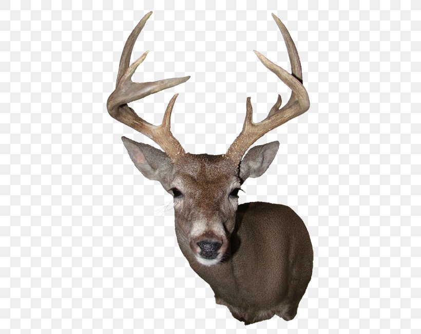 Elk White-tailed Deer Reindeer Antler, PNG, 441x650px, Elk, Animal, Antler, Deer, Deer Hunting Download Free