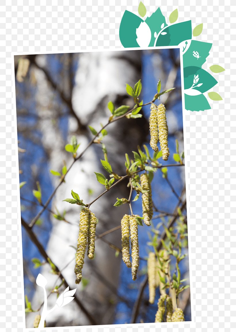 Birch Sap Stock Photography Trunk, PNG, 750x1154px, Birch Sap, Allergic Rhinitis Due To Pollen, Birch, Branch, Flora Download Free