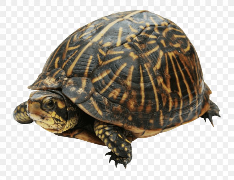 Box Turtles Reptile Clip Art, PNG, 850x657px, Turtle, Box Turtle, Box Turtles, Chelydridae, Common Snapping Turtle Download Free