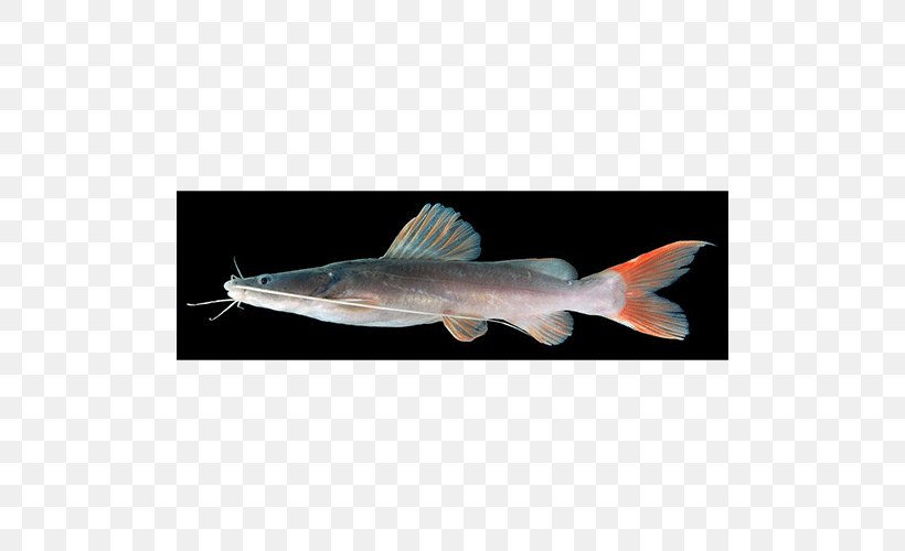 Catfish Hemibagrus Wyckioides Hyalobagrus Hemibagrus Filamentus, PNG, 500x500px, Catfish, Animal, Bony Fish, Fauna, Fin Download Free