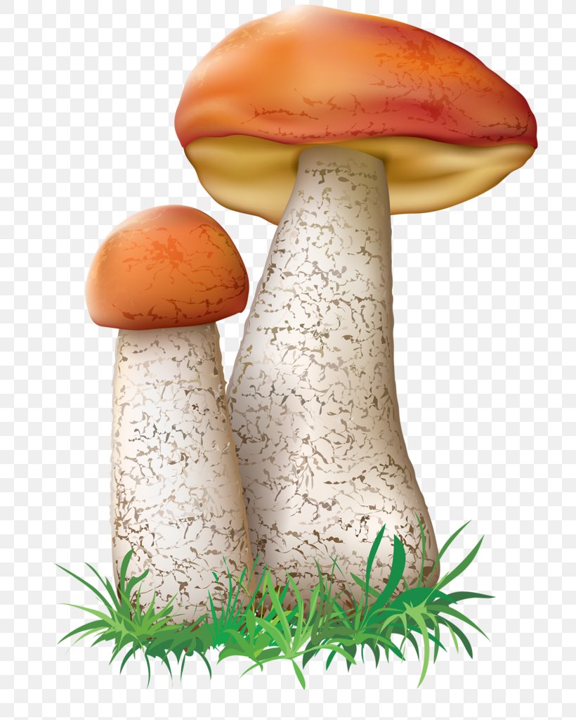 Festival Background, PNG, 754x1024px, Mushroom, Agaric, Agaricaceae, Agaricomycetes, Agaricus Download Free