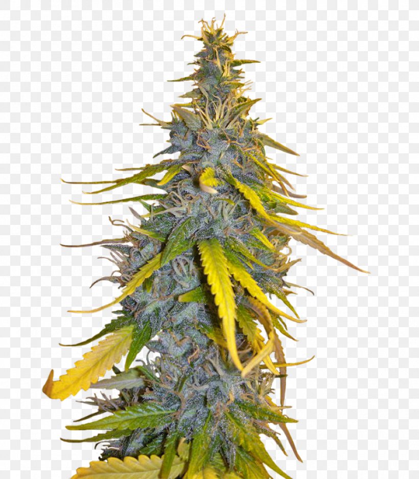 Seed Cultivar Marijuana Afghanistan Spruce, PNG, 1400x1600px, Seed, Afghan Afghani, Afghanistan, Blossom, Conifer Download Free