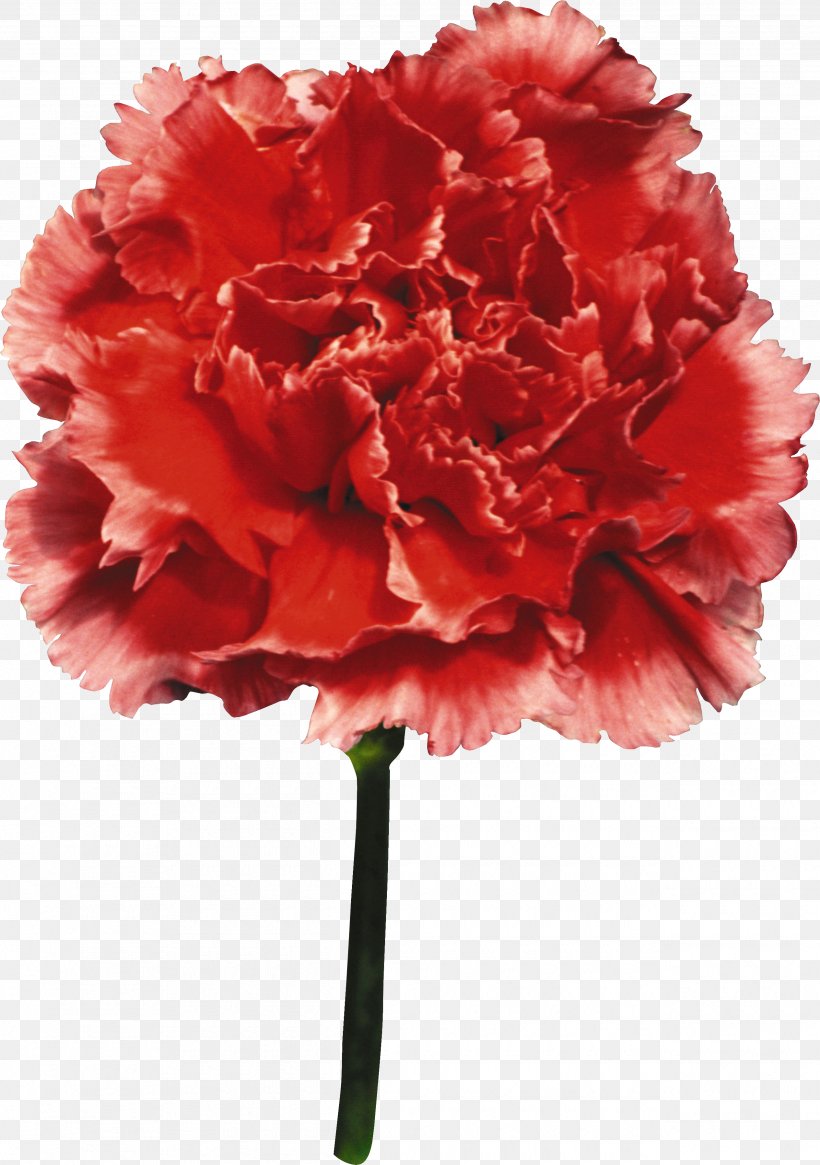 Carnation Flower Zinnia Elegans Clip Art, PNG, 2530x3595px, Carnation, Artificial Flower, Cut Flowers, Dianthus, Flower Download Free