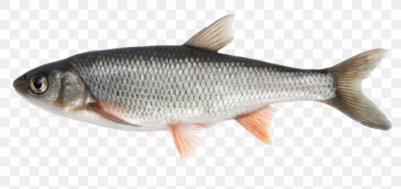 Fish, PNG, 1000x471px, Fish, Bony Fish, Carp, Common Rudd, Coregonus Lavaretus Download Free