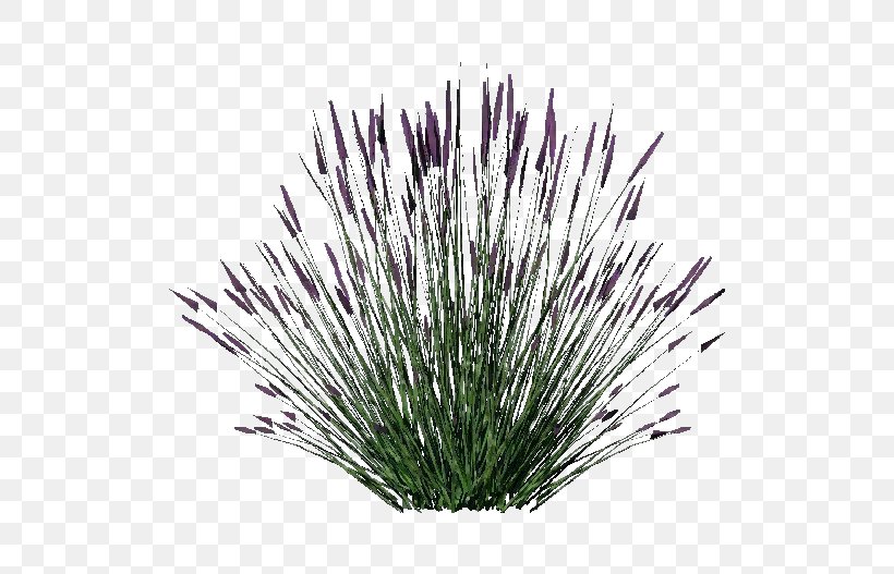 Lavender Shrub Plant .dwg, PNG, 750x527px, Lavender, Bathroom, Bush, Computer Software, Computeraided Design Download Free