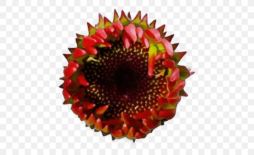 Sunflower, PNG, 500x500px, Watercolor, Cut Flowers, Flower, Flowering Plant, Gazania Download Free