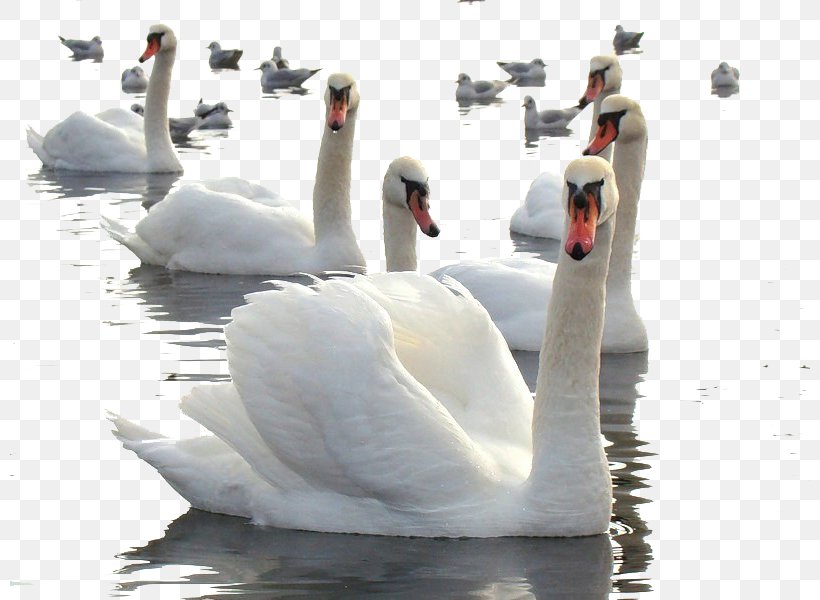 Swan, PNG, 800x600px, Cygnini, Beak, Bird, Digital Image, Ducks Geese And Swans Download Free