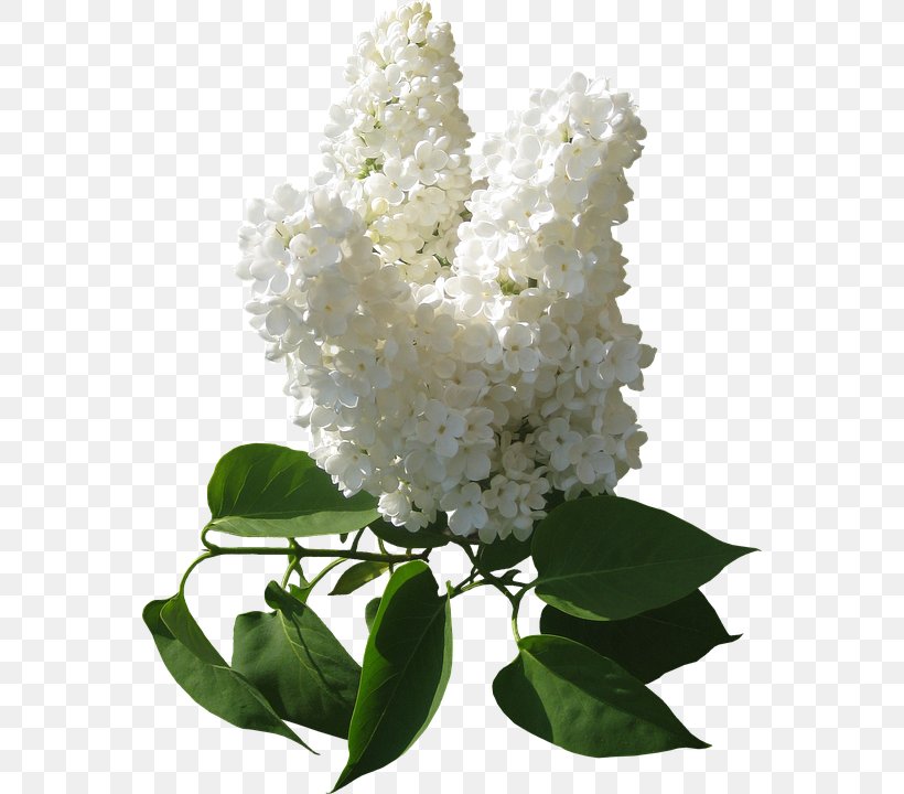 Cut Flowers Common Lilac Floral Design, PNG, 562x720px, Flower, Branch, Common Lilac, Cornales, Cut Flowers Download Free