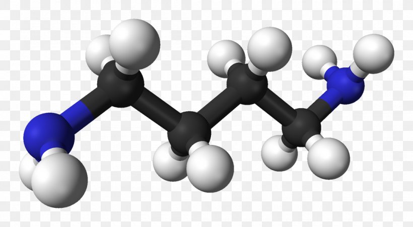 Putrescine Cadaverine Chemical Compound Spermine Three-dimensional Space, PNG, 1100x606px, Putrescine, Alkane, Amino Acid, Cadaverine, Chemical Compound Download Free