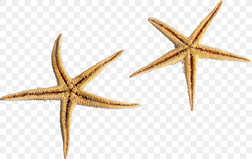Starfish Sea Urchin Seawater, PNG, 1145x726px, Starfish, Anatomy, Animal, Biology, Echinoderm Download Free