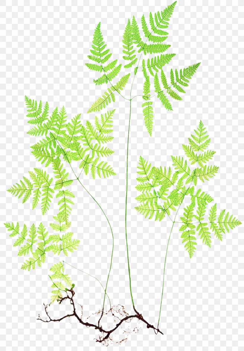 Cartoon Palm Tree, PNG, 1256x1800px, Fern, Branch, Bregner, Ferns And Horsetails, Flower Download Free