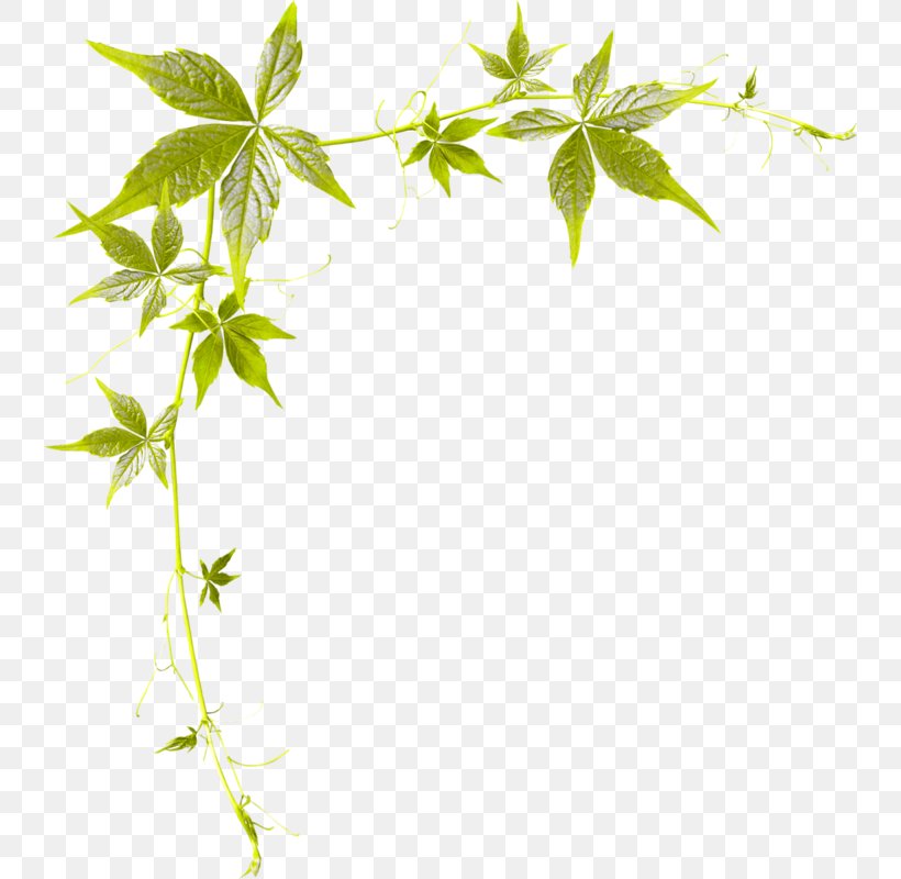 Clip Art, PNG, 740x800px, Drawing, Art, Blog, Branch, Flowering Plant Download Free