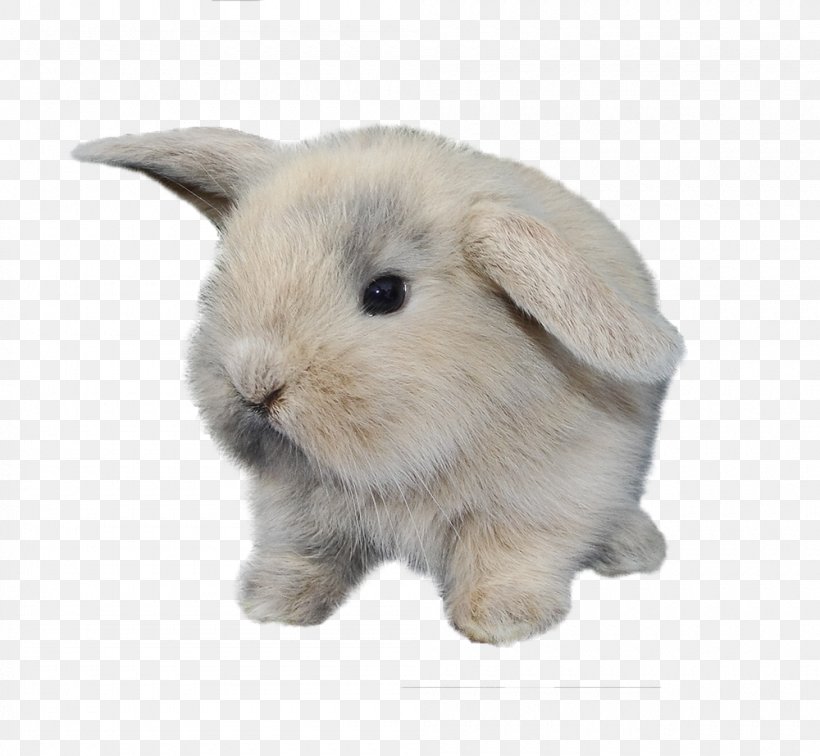 Domestic Rabbit Hare, PNG, 1000x923px, Domestic Rabbit, Computer Software, Copyright, Hare, Information Download Free