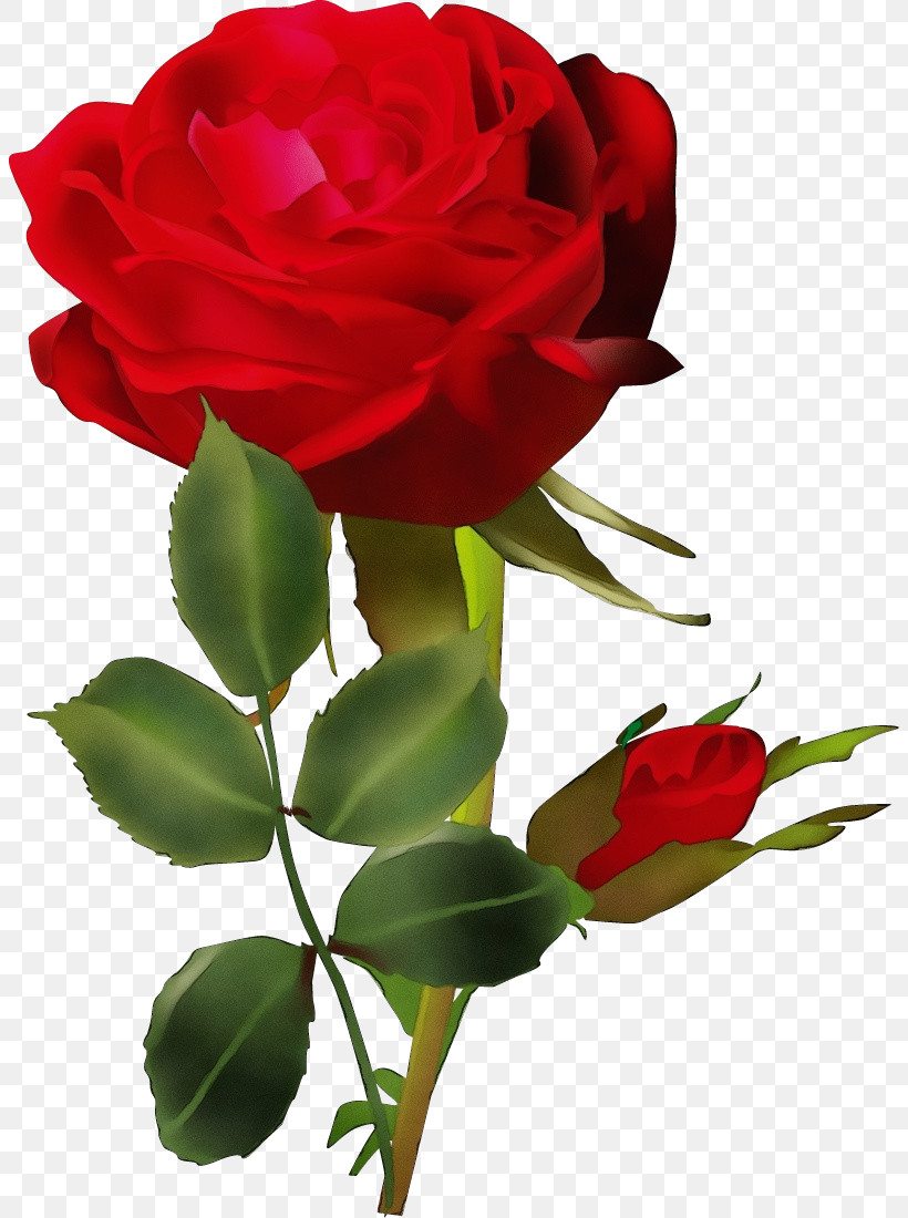 Garden Roses, PNG, 804x1100px, Two Flowers, Camellia, China Rose, Cut Flowers, Floribunda Download Free