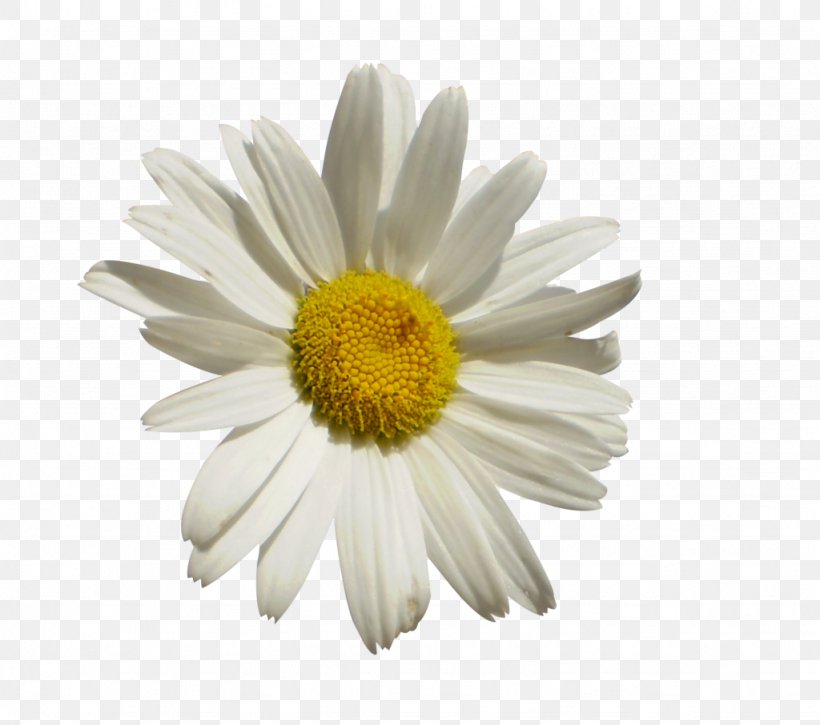 Clip Art, PNG, 1024x906px, Drawing, Aster, Chamaemelum Nobile, Chrysanths, Daisy Download Free