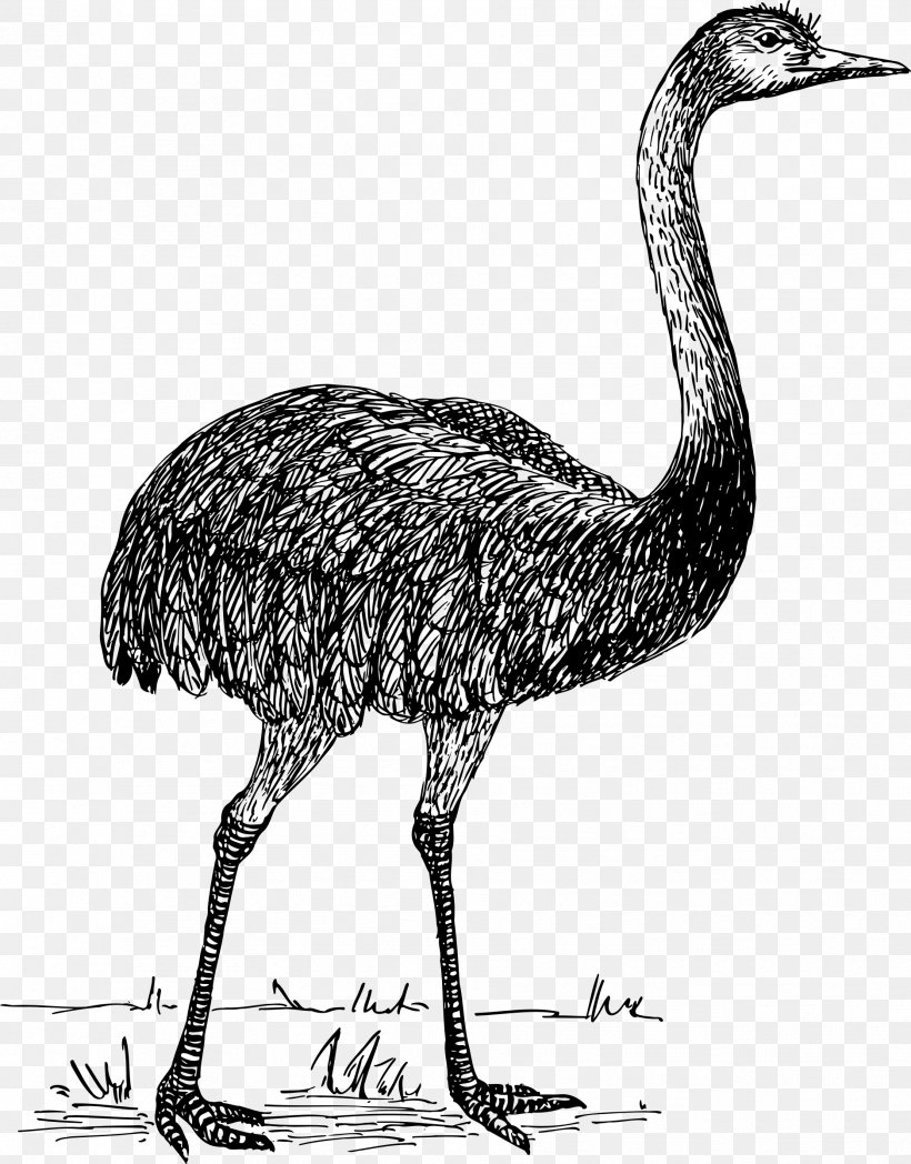 Common Ostrich Bird, PNG, 1877x2400px, Common Ostrich, Arachnid, Beak, Bird, Black And White Download Free