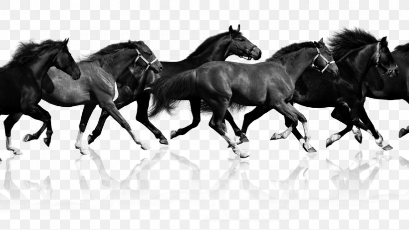 Mustang Haflinger Pony Equestrian Canter And Gallop, PNG, 900x506px, Mustang, Black And White, Bridle, Canter And Gallop, Collection Download Free